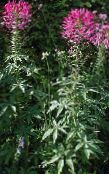 photo  Spider Flower, Spider Legs, Grandfather's Whiskers, Cleome pink