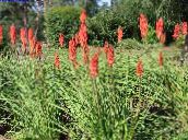 foto Gartenblumen Red Hot Poker, Fackellilie, Tritoma, Kniphofia rot