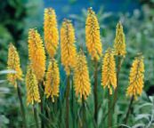 photo Garden Flowers Red hot poker, Torch Lily, Tritoma, Kniphofia yellow