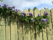foto Gartenblumen Atragene, Kleinblumige Clematis lila