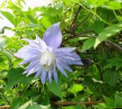 photo  Atragene, Small-flowered Clematis light blue