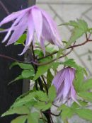 photo  Atragene, Small-flowered Clematis lilac