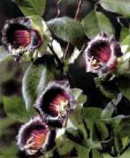foto Gartenblumen Dom Glocken, Tasse Und Untertasse Pflanze, Tasse Und Untertasse Wein, Cobaea scandens weinig
