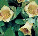 foto Gartenblumen Dom Glocken, Tasse Und Untertasse Pflanze, Tasse Und Untertasse Wein, Cobaea scandens gelb