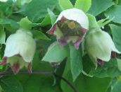 photo  Bonnet Bellflower, Codonopsis green