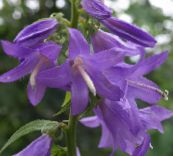 photo Garden Flowers Adenophora, Lady Bells lilac