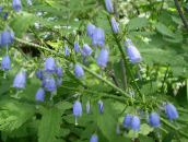 photo Garden Flowers Adenophora, Lady Bells light blue