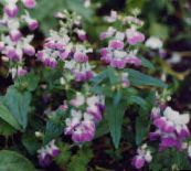 photo Garden Flowers Blue-Eyed Mary, Chinese Houses, Collinsia pink
