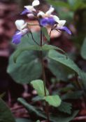 photo Garden Flowers Blue-Eyed Mary, Chinese Houses, Collinsia light blue