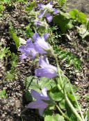 foto Gartenblumen Glockenblume, Campanula flieder