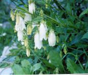 foto Gartenblumen Glockenblume, Campanula weiß