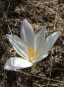 фото Садові Квіти Колхикум (Безвременник Осінній), Colchicum білий