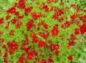photo Garden Flowers Goldmane Tickseed, Coreopsis drummondii red