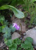 photo Garden Flowers Cortusa, Alpine Bells lilac