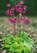 photo Garden Flowers Cortusa, Alpine Bells pink