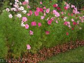 foto Gartenblumen Kosmos, Cosmos rosa