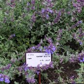 photo Garden Flowers Cat mint, Nepeta purple