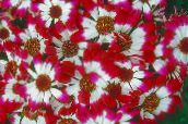 φωτογραφία Λουλούδια κήπου Cineraria Ανθοπωλείο, Pericallis x hybrida κόκκινος