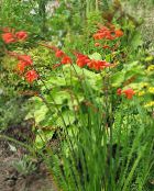 foto Gartenblumen Crocosmia rot