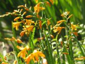 photo Garden Flowers Crocosmia yellow