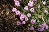 photo Garden Flowers Stonecress, Aethionema pink