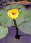 foto Gartenblumen Südlichen Spatterdock, Gelb Teich Lilie, Gelbe Kuh Lilie, Nuphar gelb