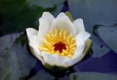 foto Gartenblumen Seerose, Nymphaea weiß