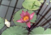 foto Gartenblumen Seerose, Nymphaea rosa