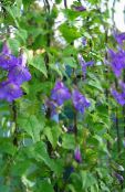 photo Garden Flowers Twining Snapdragon, Creeping Gloxinia, Asarina blue
