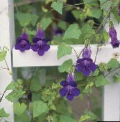 photo Garden Flowers Twining Snapdragon, Creeping Gloxinia, Asarina purple
