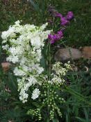 foto Gartenblumen Mädesüß, Fenchel, Filipendula weiß