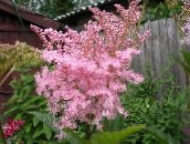 photo Garden Flowers Meadowsweet, Dropwort, Filipendula pink