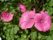 photo Garden Flowers Annual Mallow, Rose Mallow, Royal Mallow, Regal Mallow, Lavatera trimestris pink