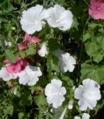 foto Flores de jardín Malva Anual, Malva Rosa, Malva Real, Lavatera trimestris blanco