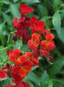 photo  Wallflower, Cheiranthus red