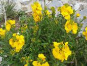 photo  Wallflower, Cheiranthus yellow