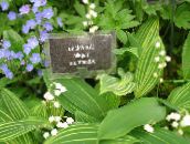 photo Garden Flowers Lily of the valley, May Bells, Our Lady's Tears, Convallaria white