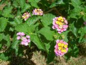 foto Gartenblumen Lantana rosa