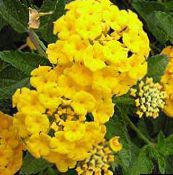 foto Gartenblumen Lantana gelb