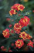ფოტო ბაღის ყვავილები Lantana წითელი