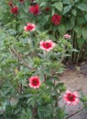 foto Gartenblumen Fingerkraut, Potentilla rosa