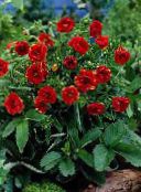 photo Garden Flowers Cinquefoil, Potentilla red