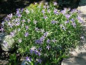 photo Garden Flowers Laurentia, Isotoma lilac