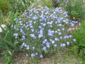 foto Gartenblumen Scharlach Flachs, Roter Lein, Blühenden Flachs, Linum grandiflorum hellblau