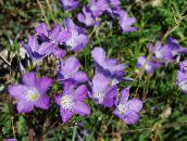 photo Garden Flowers Linum perennial lilac