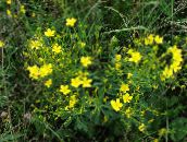 photo Garden Flowers Linum perennial yellow