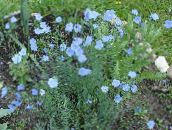 photo Garden Flowers Linum perennial light blue