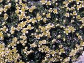 foto Gartenblumen Dwarf Pepperweed, Lepidium nanum gelb