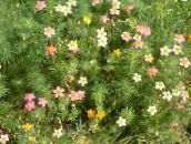 foto Gartenblumen Falsche Baby Sterne, Leptosiphon rosa