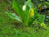 foto Gartenblumen Gelb Stinktierkohlkopf, Lysichiton weiß